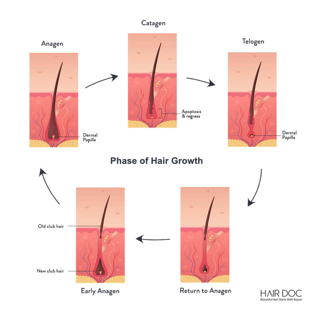 Normal Hair Growth Cycles